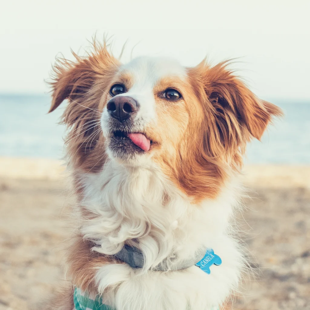 Un perro en una sesión de fotografia de perros en Murcia hecha por fotografos de perros