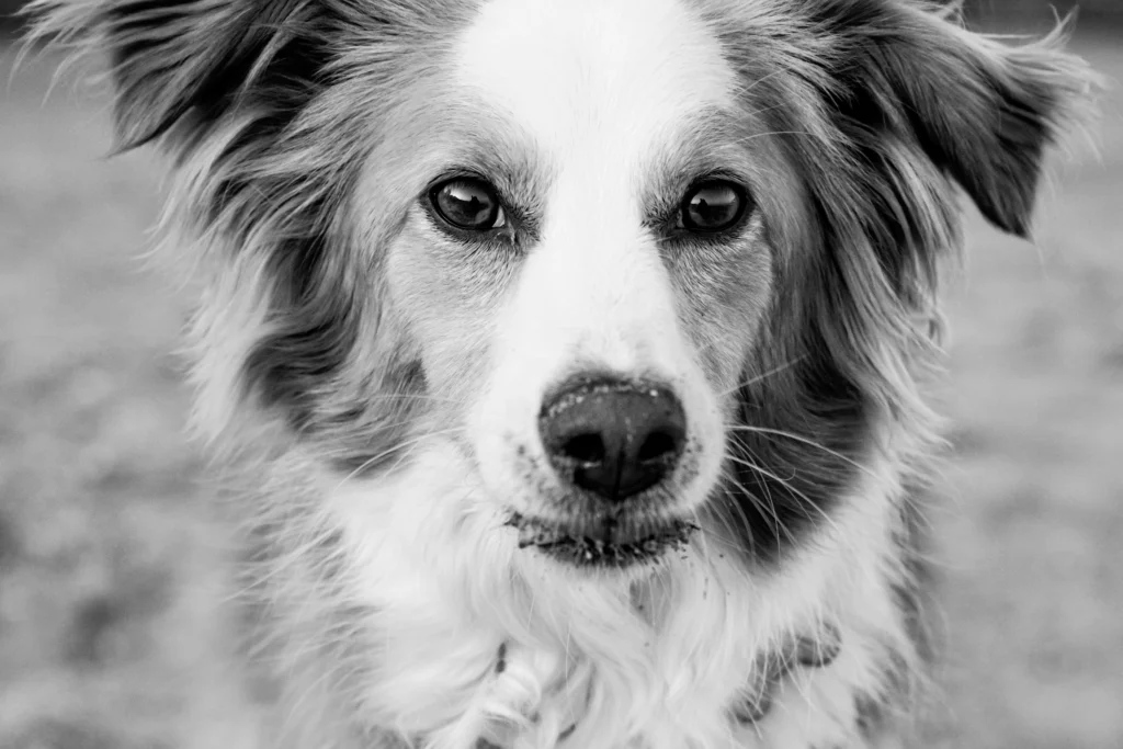 un perro en una sesión de fotografia de mascotas murcia. Hecha por un fotografo de perros