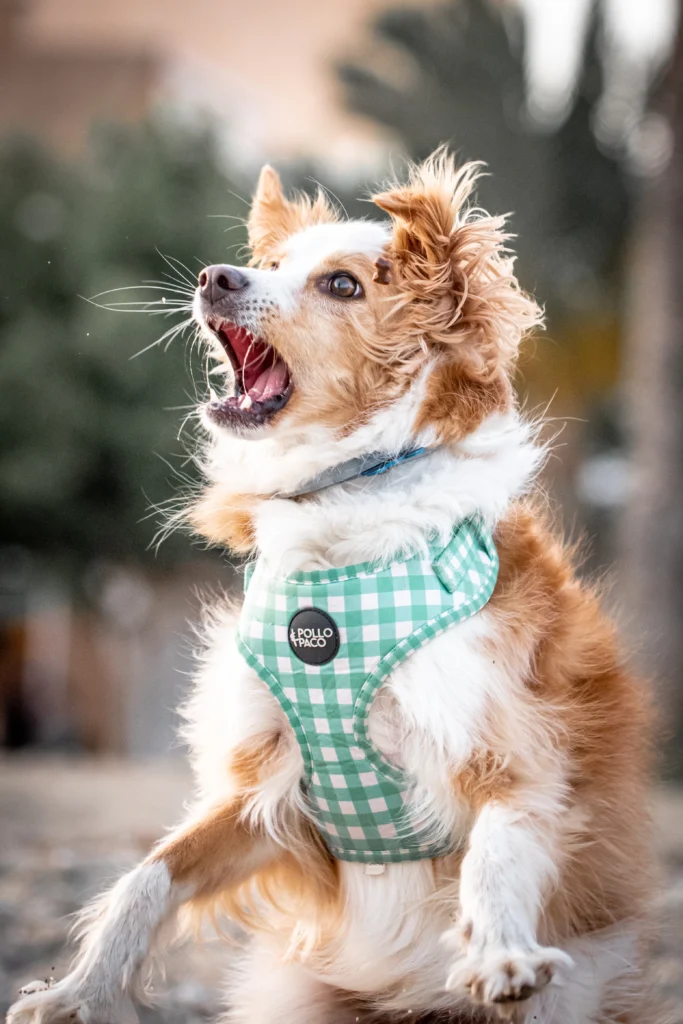 Fotografo de perros Murcia