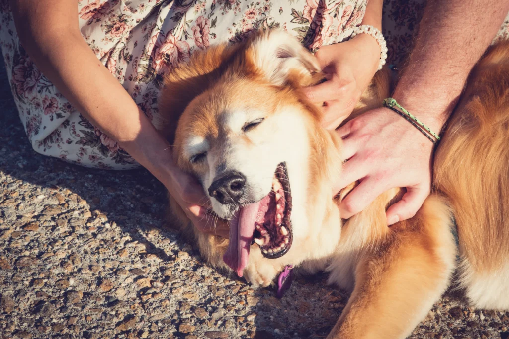 un perro en una sesión de fotografia de perros en murcia.