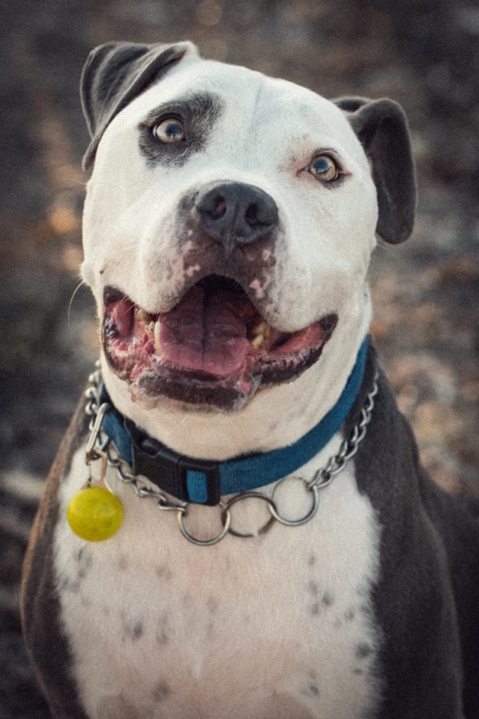 Foto de perro