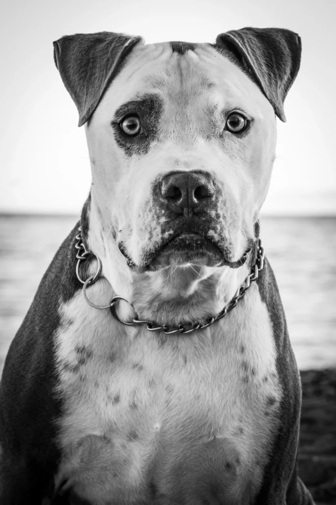 Fotografía de un pitbull en primer plano en la costa de Murcia, retrato profesional de perro en la playa, hecha por los fotografos de perros