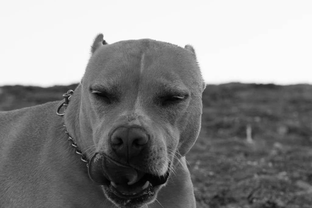 Fotografía de un pitbull en primer plano en la costa de Murcia, retrato personalizado de perro en la playa