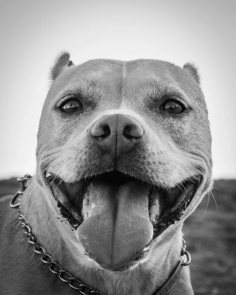 Fotografo de mascotas Murcia 