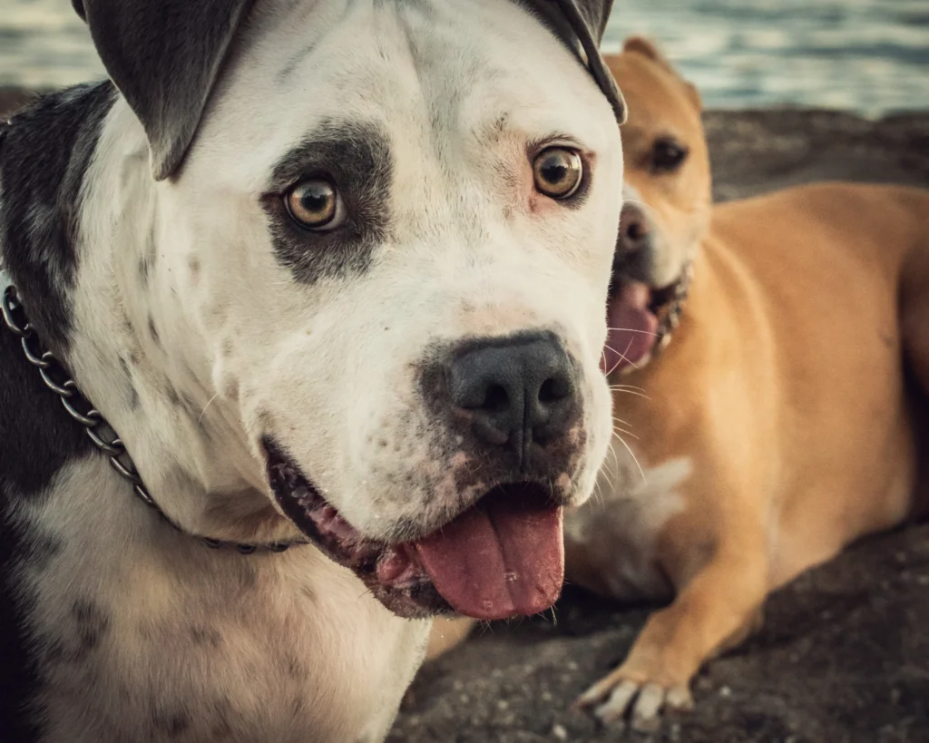 un perro en una sesión de fotografia de perros murcia.