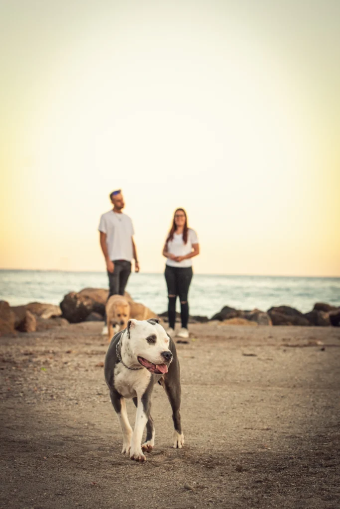 fotografo de mascotas Murcia